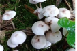 阴雨天野生蘑菇疯长 我院一周收治9名蘑菇中毒患者